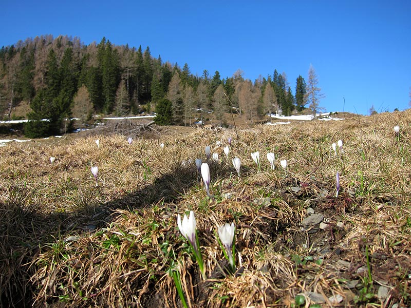 Lattersteighöhe